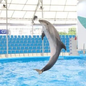 Dolphin Show Pattaya (Regular Seat)