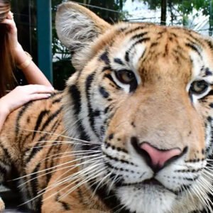 Tiger Park Pattaya (Medium Tiger Ticket)